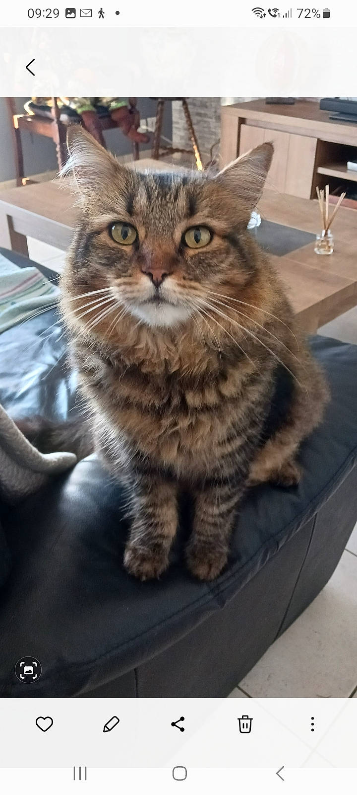 Bambou participe au concours pour gagner de l'argent avec cette photo : carnivore, cat, claw, domestic_short_haired_cat, felidae, fur, paw, sitting, small_to_medium_sized_cats, tail, terrestrial_animal, whiskers, window