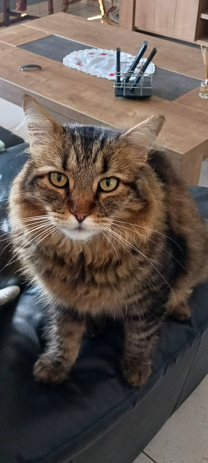 Bambou participe au concours pour gagner de l'argent avec cette photo : carnivore, cat, claw, domestic_short_haired_cat, felidae, fur, maine_coon, paw, sitting, small_to_medium_sized_cats, snout, tail, tire, vehicle, whiskers, window