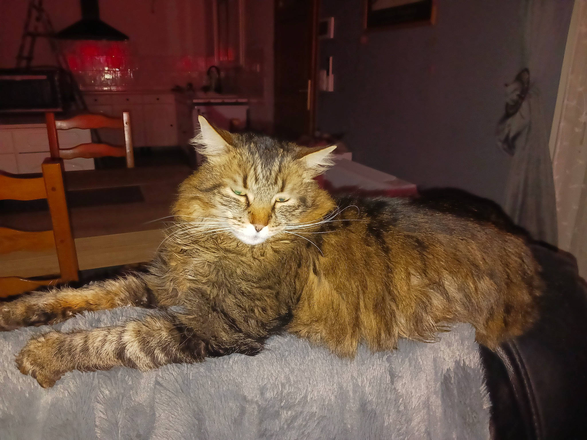 Bambou a rejoint le concours — aidez-le/la à gagner de superbes lots ! carnivore, cat, chair, claw, comfort, couch, curtain, domestic_short_haired_cat, eye, felidae, fur, houseplant, picture_frame, room, small_to_medium_sized_cats, snout, tail, whiskers, window, wood