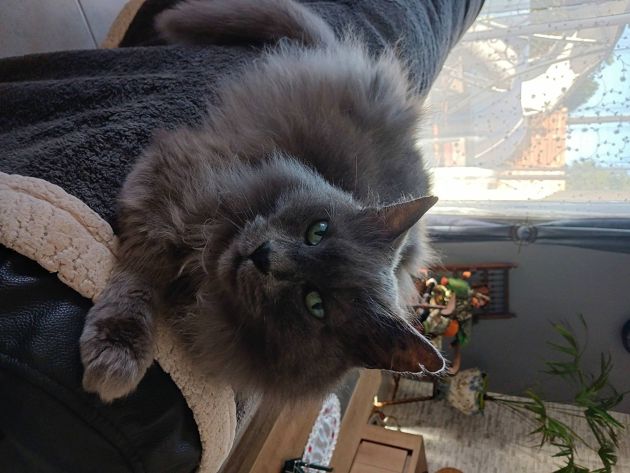 Grisouille participe au concours pour gagner de l'argent avec cette photo : black_cat, canidae, carnivore, cat, claw, dog_breed, domestic_short_haired_cat, felidae, fur, grey, paw, plant, russian_blue, small_to_medium_sized_cats, snout, tail, terrestrial_animal, whiskers, window, windshield