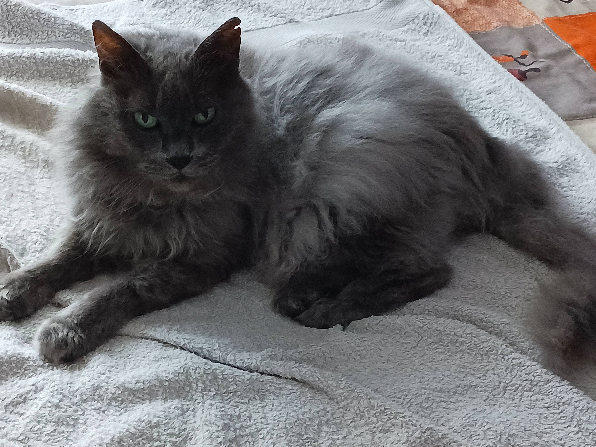 Grisouille participe au concours pour gagner de l'argent avec cette photo : black_cat, carnivore, cat, claw, comfort, domestic_short_haired_cat, felidae, fur, grey, monochrome, monochrome_photography, paw, sitting, small_to_medium_sized_cats, snout, tail, whiskers