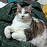 Mira is registered to the contest to win money with this photo: cat, tabby, white_fur, green_eyes, quilt, blanket, indoor, pet, feline, resting, cozy, fur, animal, cute, domestic_cat, lying_down, whiskers, ears, bedroom, household
