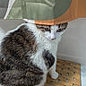 Mira is registered to the contest to win money with this photo: cat, curtain, feline, pet, indoor, animal, white, brown, pattern, mat, woven_mat, domestic, cute, fur, ears, whiskers, eyes, sitting, looking_down, quiet
