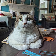 Mira joined the competition — help win amazing prizes! cat, feline, pet, indoor, couch, living_room, table, crafting_materials, window, lamp, pillow, fireplace, decor, whiskers, fur, green_eyes, closeup, sitting, home, cozy