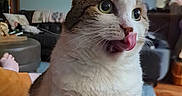 Mira is registered to the contest to win money with this photo: cat, tongue_out, indoor, living_room, furniture, couch, painting, television, curious, pet, whiskers, fur, close_up, green_eyes, domestic_animal, relaxed, home, cozy, animal, cute