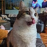 cat, tongue_out, indoor, living_room, furniture, couch, painting, television, curious, pet, whiskers, fur, close_up, green_eyes, domestic_animal, relaxed, home, cozy, animal, cute