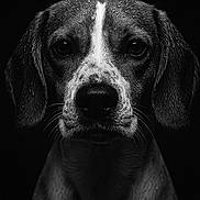 Ada a rejoint le concours — aidez-le/la à gagner de superbes lots ! dog, portrait, black_and_white, wet, close_up, animal, pet, water_droplets, fur, ears, face, expression, studio_lighting, dark_background, canine, monochrome, muzzle, whiskers, serious, looking_at_camera