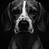 dog, portrait, black_and_white, wet, close_up, animal, pet, water_droplets, fur, ears, face, expression, studio_lighting, dark_background, canine, monochrome, muzzle, whiskers, serious, looking_at_camera