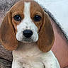 Ada participe au concours pour gagner de l'argent avec cette photo : puppy, beagle, dog, pet, close_up, brown_and_white, ears, cute, animal, young, fur, portrait, looking_at_camera, indoor, person_arm, hand, small, sitting, whiskers, adorable