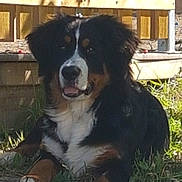 Olympe a rejoint le concours — aidez-le/la à gagner de superbes lots ! dog, bernese_mountain_dog, outdoor, grass, stone, fence, pet, animal, lying_down, sunlight, shadow, happy, tongue_out, fur, mammal, nature, resting, canine, playful, companion