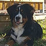 dog, bernese_mountain_dog, outdoor, grass, stone, fence, pet, animal, lying_down, sunlight, shadow, happy, tongue_out, fur, mammal, nature, resting, canine, playful, companion