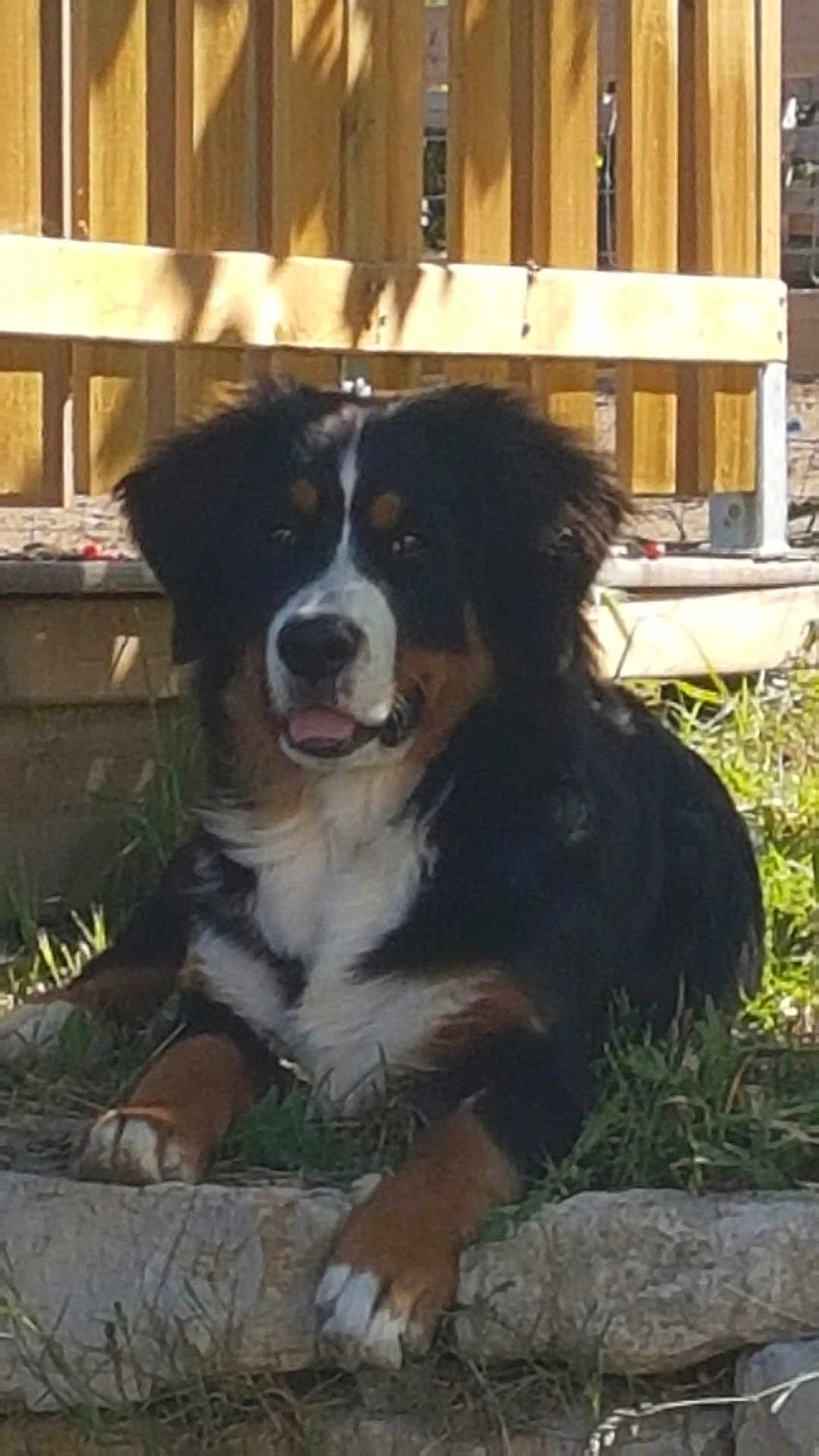 Olympe a rejoint le concours — aidez-le/la à gagner de superbes lots ! dog, bernese_mountain_dog, outdoor, grass, stone, fence, pet, animal, lying_down, sunlight, shadow, happy, tongue_out, fur, mammal, nature, resting, canine, playful, companion