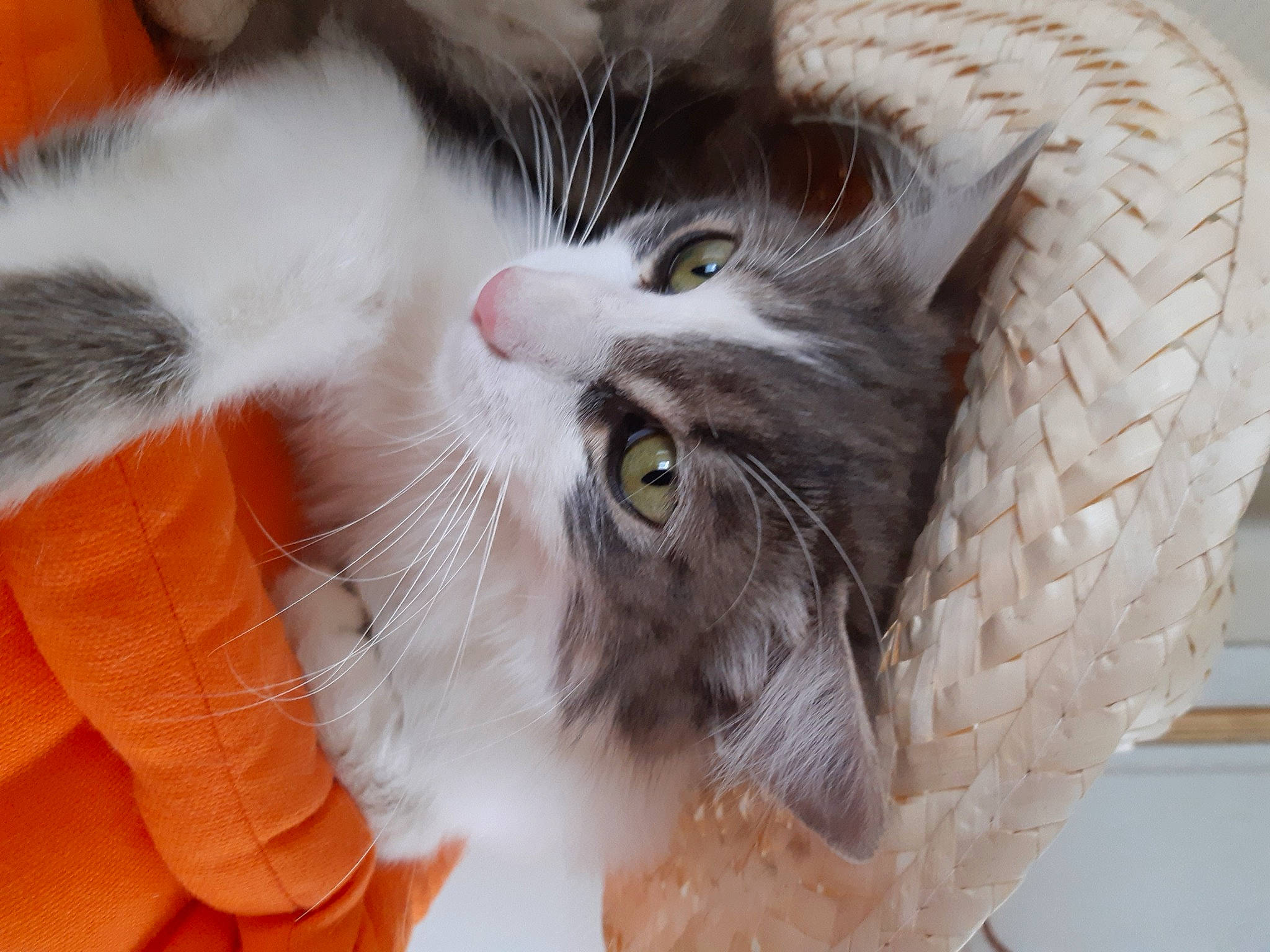 Rosa a rejoint le concours — aidez-le/la à gagner de superbes lots ! carnivore, cat, claw, domestic_short_haired_cat, ear, felidae, fur, iris, moustache, paw, plant, small_to_medium_sized_cats, snout, tail, whiskers, wood