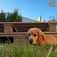 Baïla participe au concours pour gagner de l'argent avec cette photo : puppy, dog, golden_retriever, long_hair, floppy_ears, brown_fur, grass, garden, outdoor, backyard, wooden_structure, pergola, blue_sky, sunny, residential, house, satellite_dish, portrait, close_up, cute