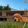 puppy, dog, golden_retriever, long_hair, floppy_ears, brown_fur, grass, garden, outdoor, backyard, wooden_structure, pergola, blue_sky, sunny, residential, house, satellite_dish, portrait, close_up, cute