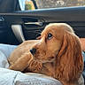 Baïla participe au concours pour gagner de l'argent avec cette photo : dog, cocker_spaniel, golden_fur, long_ears, puppy, pet, animal, car, passenger_seat, car_interior, window, side_mirror, road_trip, blanket, lying_down, portrait, close_up, outdoor, stone_wall, floppy_ears