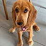 Baïla participe au concours pour gagner de l'argent avec cette photo : dog, golden_retriever, pet, puppy, canine, brown_fur, long_hair, floppy_ears, dark_eyes, black_nose, pink_collar, sitting, indoors, tile_floor, dining_table, chair, home, portrait, cute, looking_up