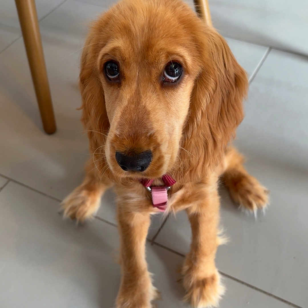 Baïla participe au concours pour gagner de l'argent avec cette photo : dog, golden_retriever, pet, puppy, canine, brown_fur, long_hair, floppy_ears, dark_eyes, black_nose, pink_collar, sitting, indoors, tile_floor, dining_table, chair, home, portrait, cute, looking_up