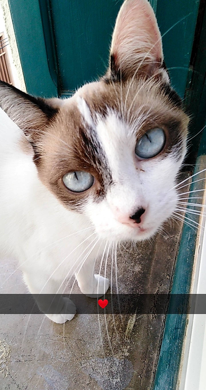 Mine a rejoint le concours — aidez-le/la à gagner de superbes lots ! aegean_cat, american_wirehair, carnivore, cat, domestic_short_haired_cat, european_shorthair, eye, felidae, german_rex, iris, kitten, mammal, nose, ojos_azules, polydactyl_cat, small_to_medium_sized_cats, snout, tabby_cat, turkish_van, whiskers