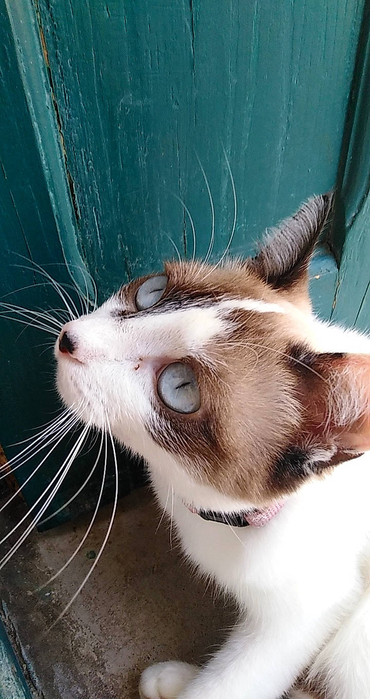 Mine participe au concours pour gagner de l'argent avec cette photo : aegean_cat, american_wirehair, balinese, carnivore, cat, domestic_short_haired_cat, ear, eye, felidae, javanese, mammal, nose, ojos_azules, small_to_medium_sized_cats, snout, whiskers