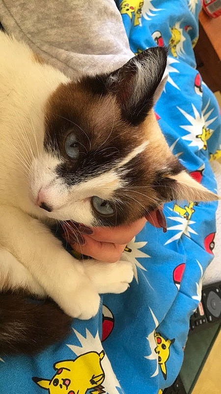 Mine a rejoint le concours — aidez-le/la à gagner de superbes lots ! canidae, carnivore, cat, felidae, kitten, small_to_medium_sized_cats, snowshoe, whiskers