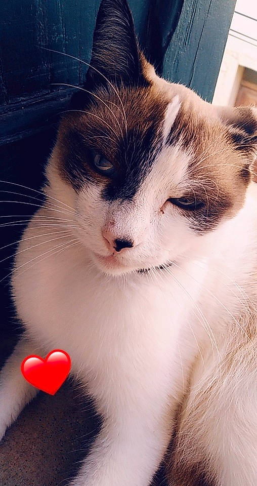 Mine a rejoint le concours — aidez-le/la à gagner de superbes lots ! birman, carnivore, cat, domestic_short_haired_cat, ear, eye, felidae, fur, kitten, love, nose, paw, polydactyl_cat, ragdoll, siamese, skin, small_to_medium_sized_cats, snout, snowshoe, whiskers