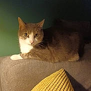 Lucky a rejoint le concours — aidez-le/la à gagner de superbes lots ! cat, couch, yellow_pillow, indoor, pet, feline, relaxed, fur, whiskers, curious, domestic_animal, cozy, home, texture, soft_lighting, gray_fabric, resting, animal, mammal, cute