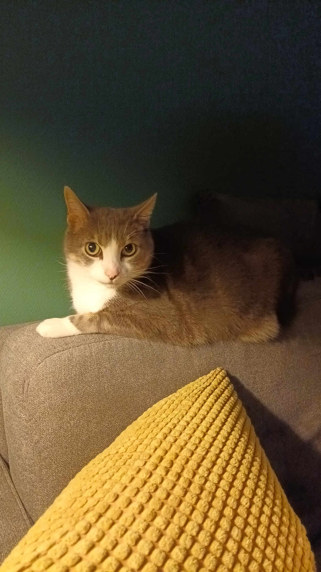 Lucky a rejoint le concours — aidez-le/la à gagner de superbes lots ! cat, couch, yellow_pillow, indoor, pet, feline, relaxed, fur, whiskers, curious, domestic_animal, cozy, home, texture, soft_lighting, gray_fabric, resting, animal, mammal, cute