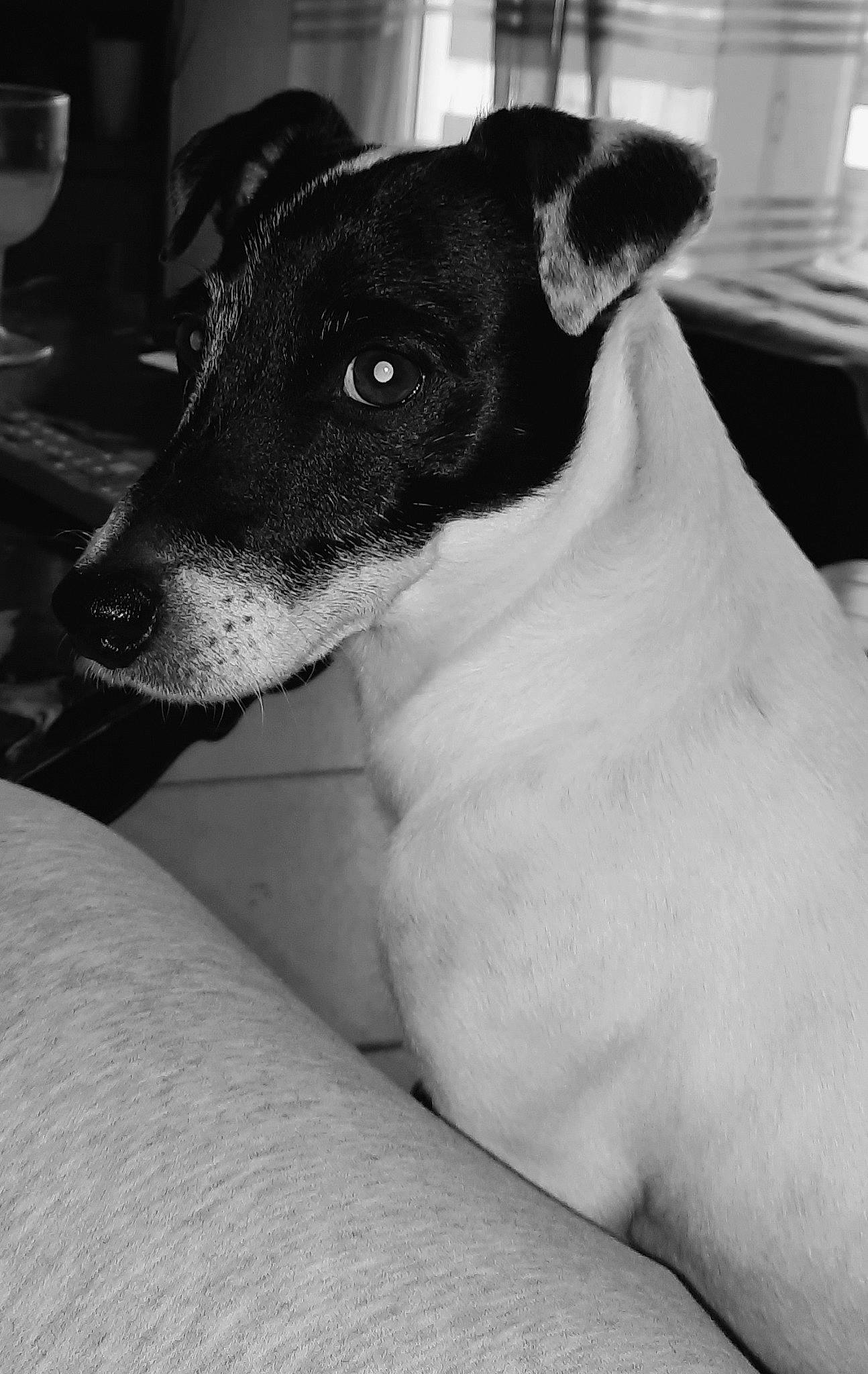 Lasco a rejoint le concours — aidez-le/la à gagner de superbes lots ! black, canidae, carnivore, collar, comfort, companion_dog, dog, dog_breed, dog_collar, human_leg, magyar_agar, monochrome, monochrome_photography, rampur_greyhound, sighthound, snout, sporting_group, terrestrial_animal, whiskers, working_animal