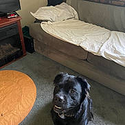 Cruz joined the competition — help win amazing prizes! dog, black_dog, pet, animal, smiling, grinning, sitting, collar, indoors, living_room, couch, blanket, television, coffee_table, carpet, brick_wall, home, portrait, happy, funny