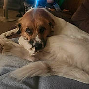 Zephyrzz is registered to the contest to win money with this photo: dog, pet, indoor, blanket, fur, brown, white, relaxed, resting, canine, animal, cute, companion, cozy, laying, tail, paw, snout, ears, home
