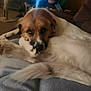 dog, pet, indoor, blanket, fur, brown, white, relaxed, resting, canine, animal, cute, companion, cozy, laying, tail, paw, snout, ears, home