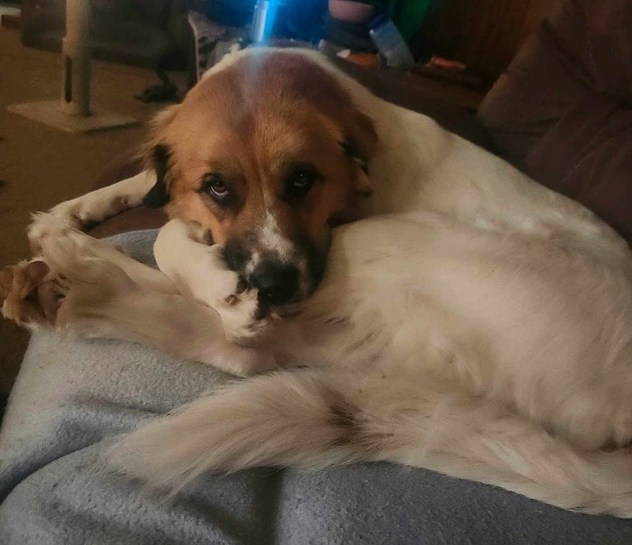 Zephyrzz is registered to the contest to win money with this photo: dog, pet, indoor, blanket, fur, brown, white, relaxed, resting, canine, animal, cute, companion, cozy, laying, tail, paw, snout, ears, home