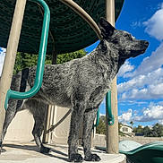 Luna joined the competition — help win amazing prizes! dog, playground, outdoor, sky, clouds, fence, house, structure, metal, canine, pet, animal, daytime, nature, blue_sky, fur, standing, alert, sunlight, background