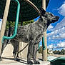 dog, playground, outdoor, sky, clouds, fence, house, structure, metal, canine, pet, animal, daytime, nature, blue_sky, fur, standing, alert, sunlight, background