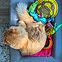Mochi joined the competition — help win amazing prizes! cat, orange_cat, fluffy, feline, pet, toy, cat_toy, rainbow_toy, pea_pod_toy, chair, gray_chair, pink_mat, cozy, indoor, fur, curled_up, sleeping_cat, colorful, playful, relaxed
