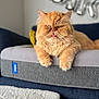 cat, ginger_cat, fluffy, pet_bed, tongue_out, indoor, sofa, balloon, living_room, furniture, relaxed, cute, animal, mammal, whiskers, paws, orange_fur, domestic_cat, closeup, resting
