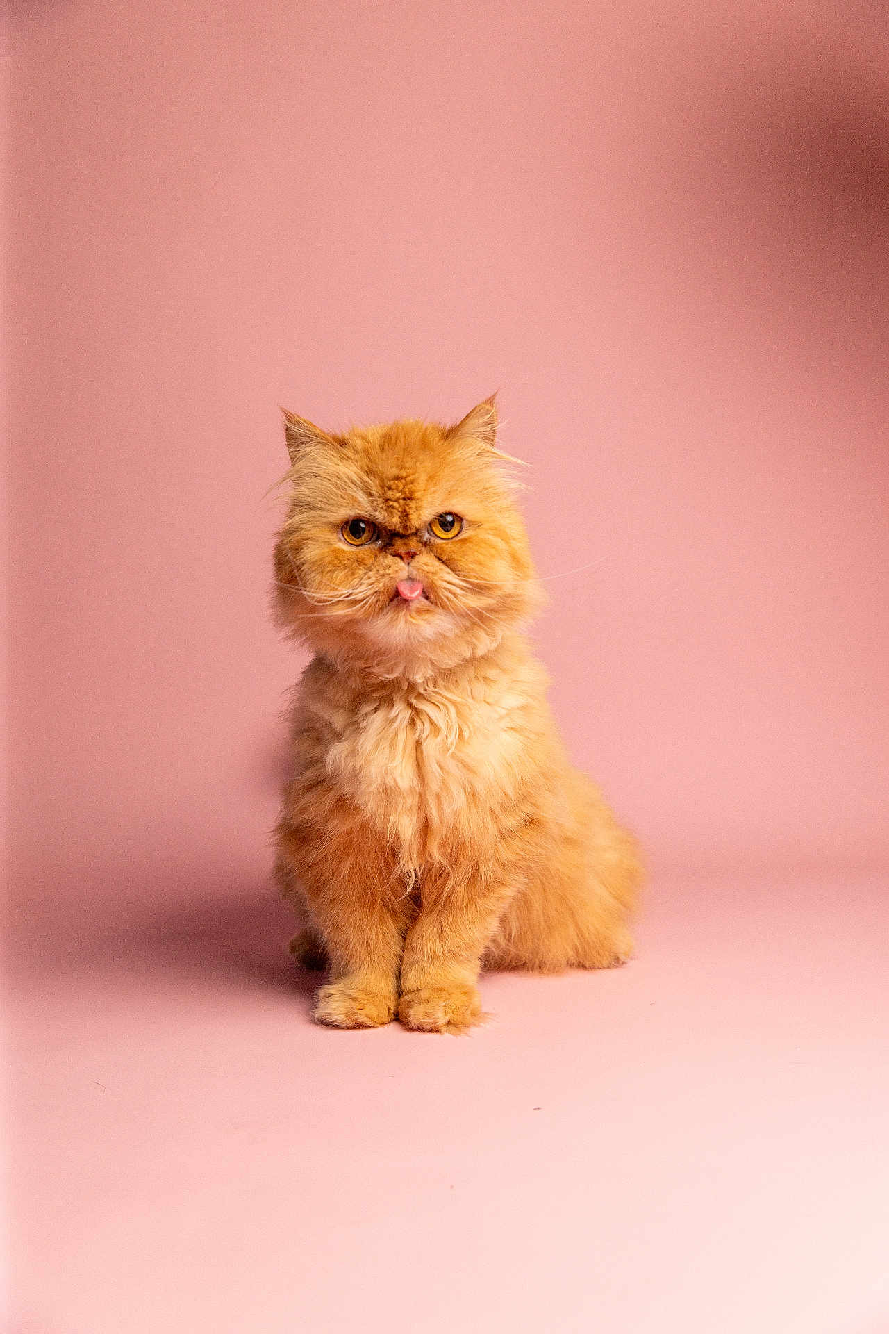 Mochi is registered to the contest to win money with this photo: cat, orange_cat, fluffy, tongue_out, pet, animal, cute, studio, portrait, sitting, pink_background, feline, domestic_cat, indoor, fur, whiskers, playful, adorable, isolated, young_cat