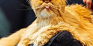 Mochi is registered to the contest to win money with this photo: cat, orange_cat, fluffy, tongue_out, grumpy_expression, cushion, indoor, pet, animal, feline, resting, close_up, whiskers, paw, relaxed, hand, sofa, domestic, cute, funny