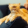 cat, orange_cat, fluffy, tongue_out, grumpy_expression, cushion, indoor, pet, animal, feline, resting, close_up, whiskers, paw, relaxed, hand, sofa, domestic, cute, funny