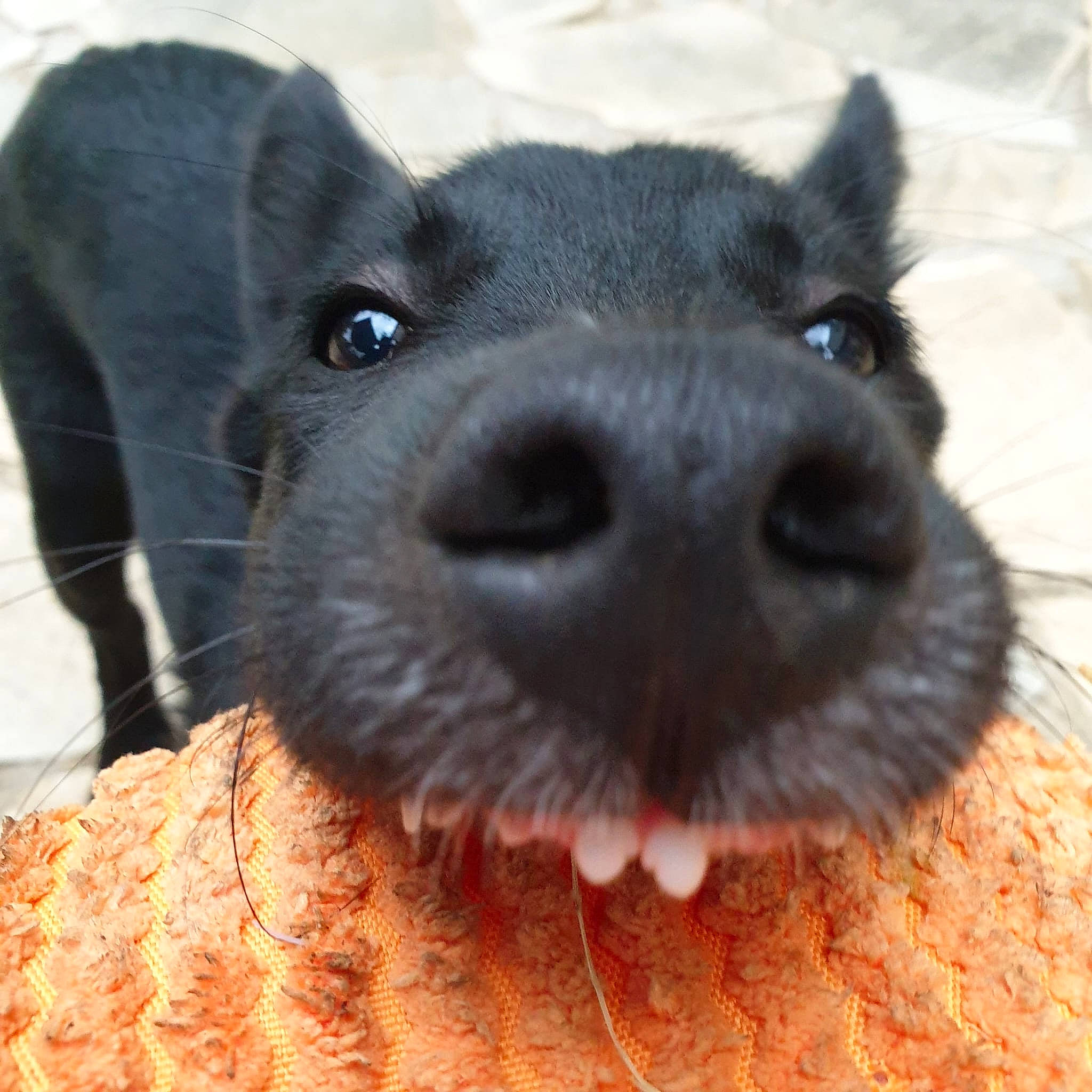 Akira participe au concours pour gagner de l'argent avec cette photo : canidae, carnivore, companion_dog, dog, dog_breed, eye, eyelash, fawn, fur, pet_supply, puppy, snout, sporting_group, terrestrial_animal, terrier, toy_dog, whiskers, working_animal