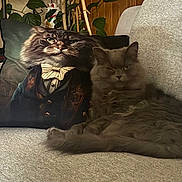 Ulysse participe au concours pour gagner de l'argent avec cette photo : cat, pillow, couch, gray_cat, fluffy, indoor, furniture, portrait, decor, relaxing, animal, pet, closeup, cozy, living_room, textile, face, whiskers, ears, tail