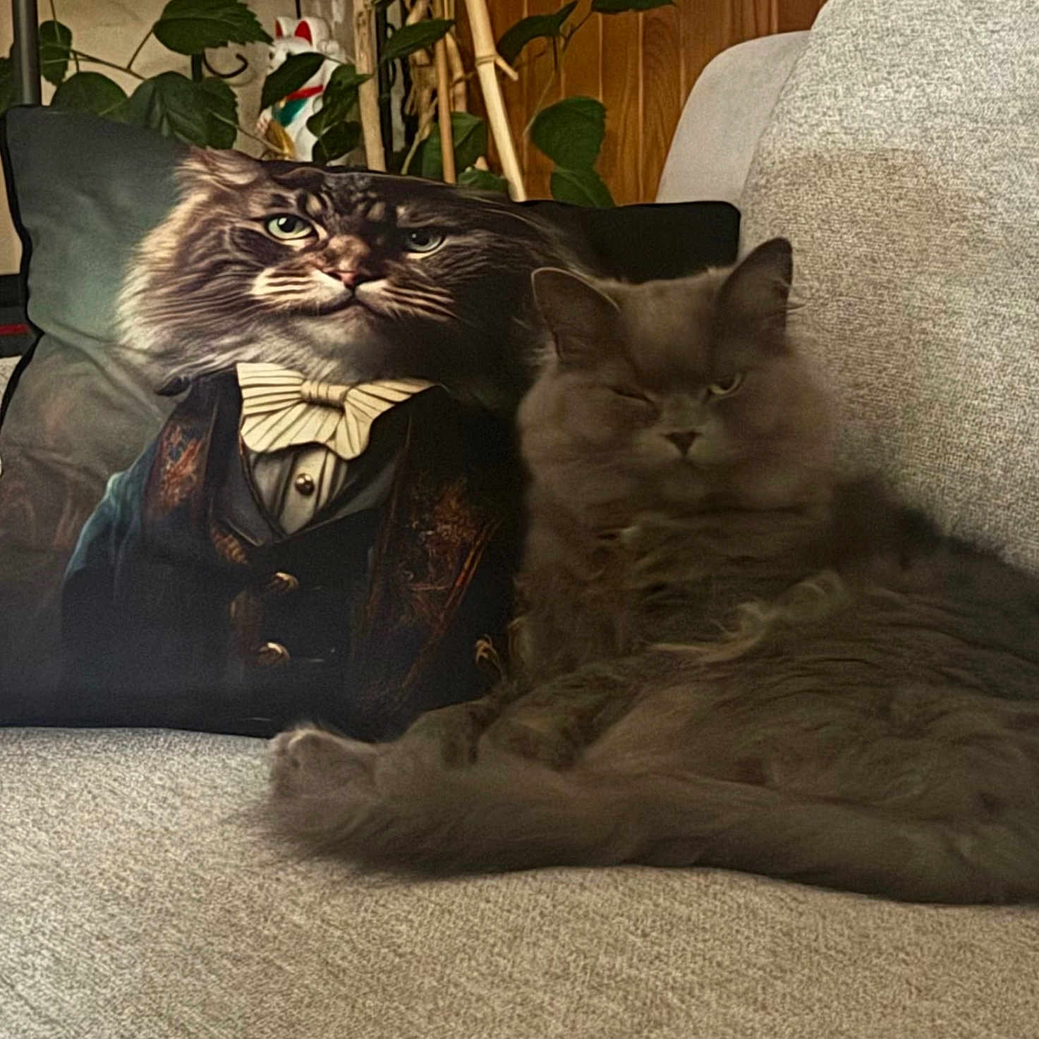 Ulysse participe au concours pour gagner de l'argent avec cette photo : cat, pillow, couch, gray_cat, fluffy, indoor, furniture, portrait, decor, relaxing, animal, pet, closeup, cozy, living_room, textile, face, whiskers, ears, tail