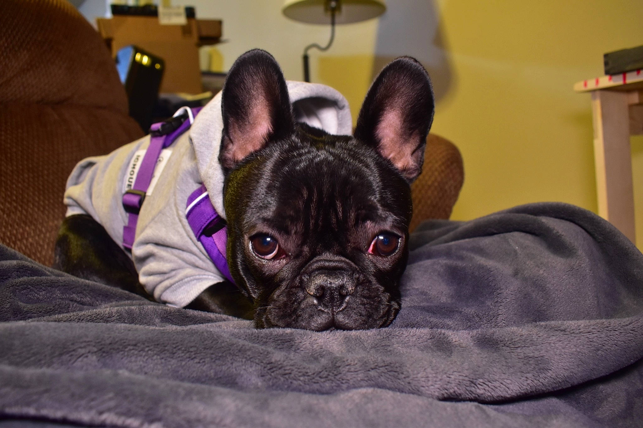 Jessi is registered to the contest to win money with this photo: boston_terrier, bulldog, canidae, carnivore, companion_dog, dog, dog_breed, ear, fawn, french_bulldog, mammal, non_sporting_group, puppy, snout, toy_bulldog, vertebrate, whiskers