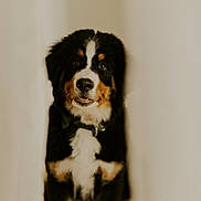 Packo participe au concours pour gagner de l'argent avec cette photo : animal, bernese_mountain_dog, black_fur, brown_fur, canine, collar, curious, cute, dog, facing_camera, fluffy, indoor, looking_up, pet, portrait, puppy, sitting, tri_colored, white_fur, young_dog
