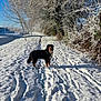 Packo participe au concours pour gagner de l'argent avec cette photo : animal, bernese_mountain_dog, blue_sky, canine, cold, daytime, dog, forest, frost, leash, nature, outdoor, path, pets, seasonal, snow, sunlight, trees, walking, winter