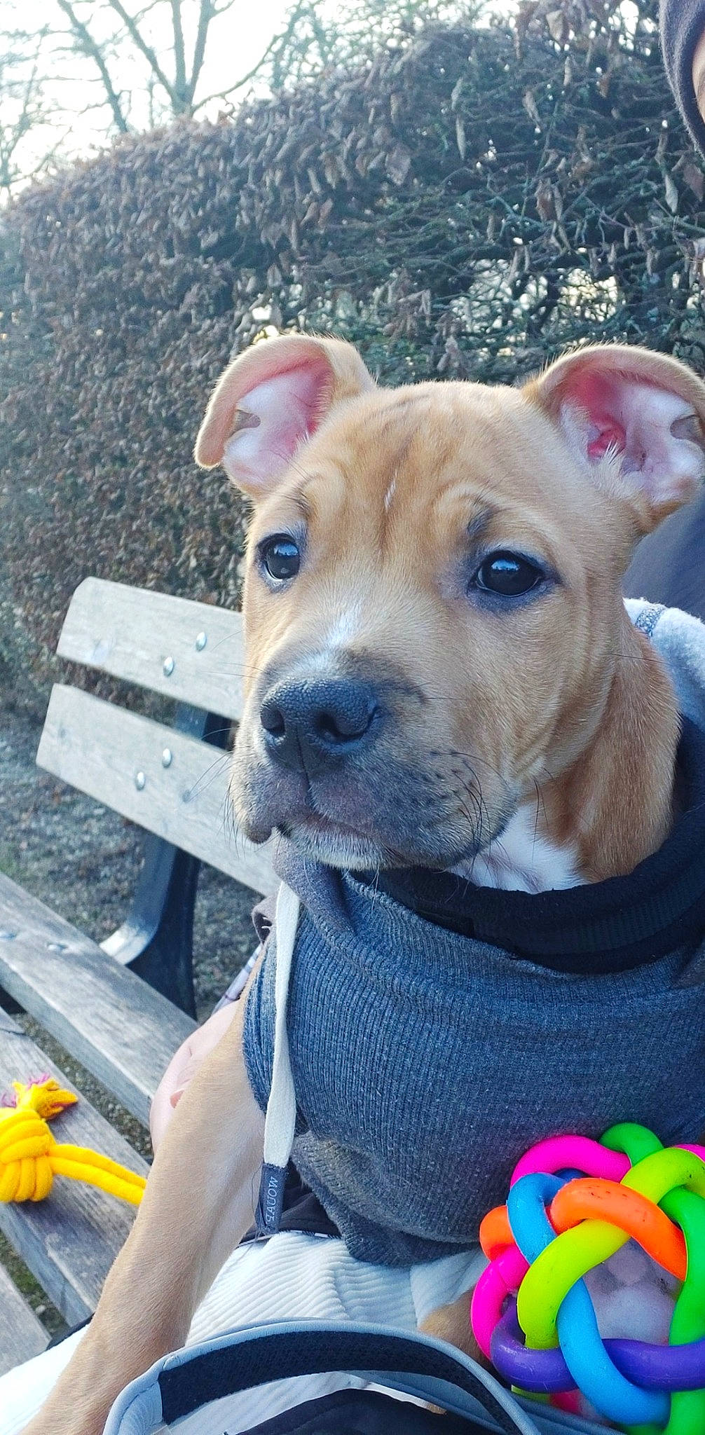 Doggy participe au concours pour gagner de l'argent avec cette photo : american_pit_bull_terrier, american_staffordshire_terrier, canidae, carnivore, companion_dog, dog, dog_breed, ear, fawn, mammal, non_sporting_group, pit_bull, potcake_dog, puppy, rare_breed_dog, snout, staffordshire_bull_terrier, vertebrate