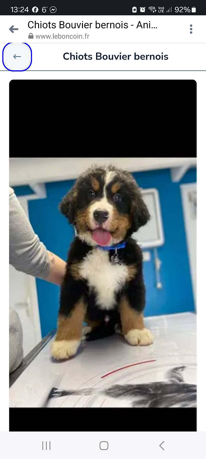 Zoro participe au concours pour gagner de l'argent avec cette photo : animal, appenzeller, bodypart, bostonbull, canine, cockerspaniel, doctor, dog, hound, husky, indoors, interiordesign, lesserpanda, mouth, person, pet, puppy, snout, teeth, veterinarian