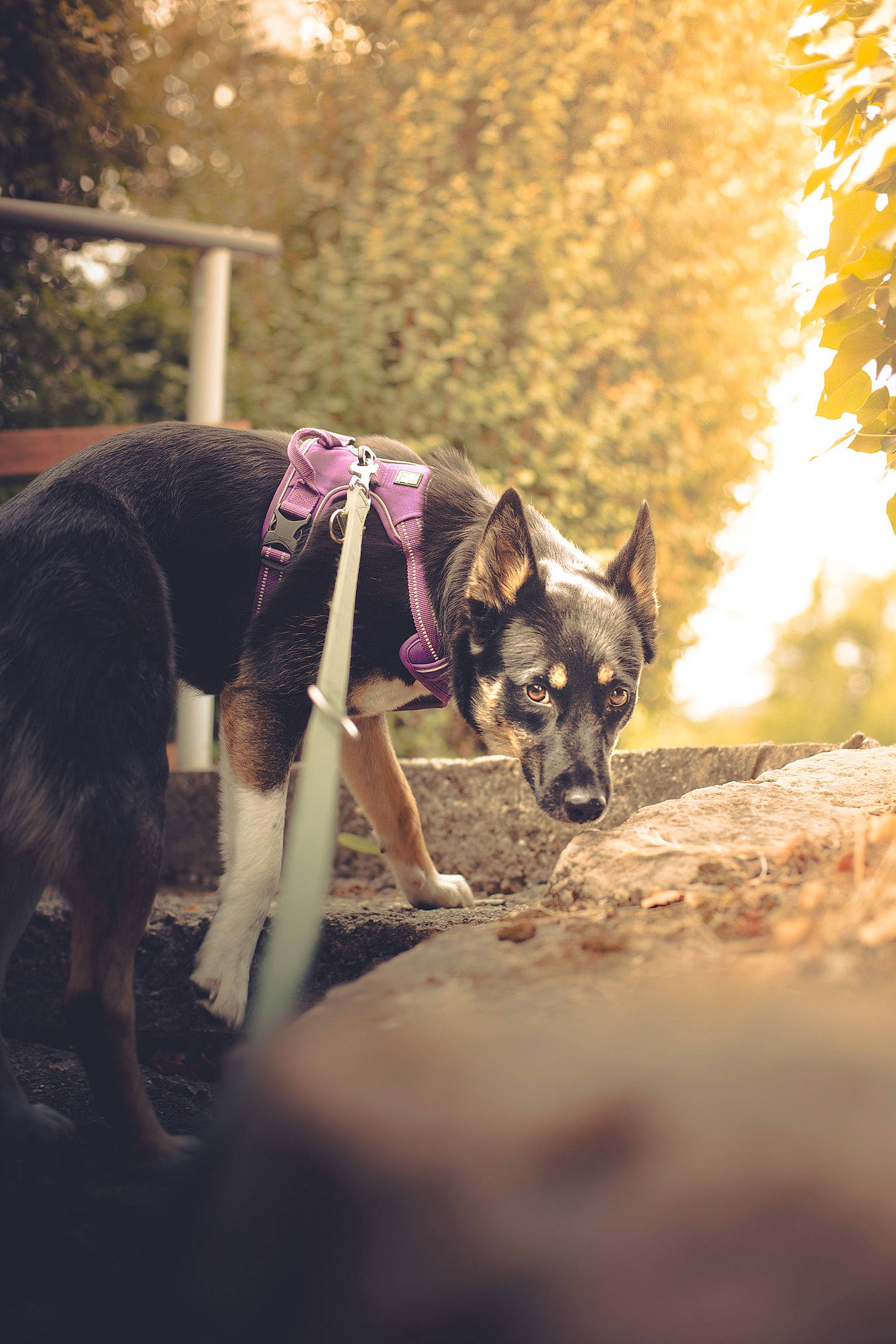 Niki a rejoint le concours — aidez-le/la à gagner de superbes lots ! canidae, canis, carnivore, collar, companion_dog, dog, dog_breed, dog_supply, electric_blue, fashion_accessory, fawn, grass, guard_dog, leash, mammal, plant, sporting_group, tints_and_shades, tree, working_animal