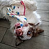 dog, blue_eyes, playful, lying_down, floor, tile_floor, white_fur, brown_spots, mouth_open, teeth, cloth, floral_pattern, pink_nose, ears, pet, canine, indoor, chewing, cute, happy